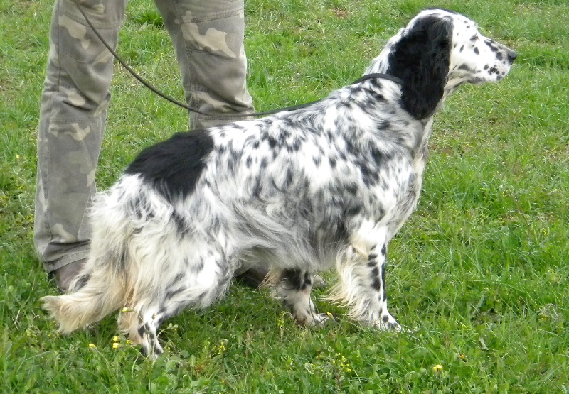 Zulu Di val di chiana