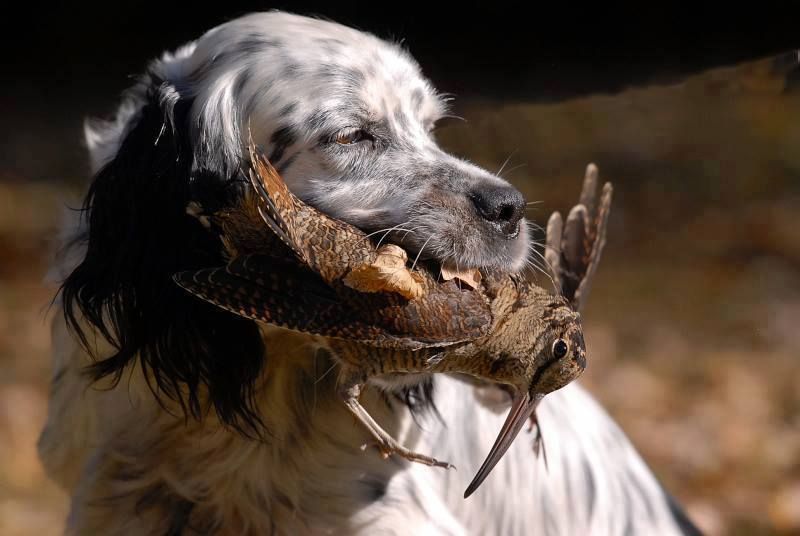 Jean Michel Lanne - Breizh Chasse Training