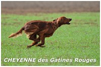 CH. TR. Cheyenne Des gâtines rouges