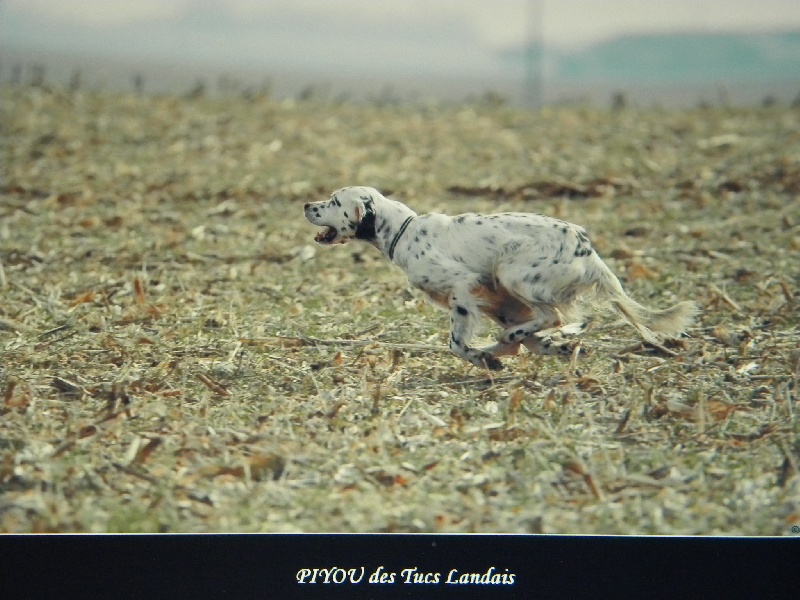 CH. Pitou des tucs landais