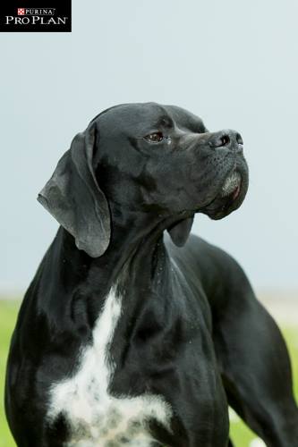 CH. Jynia des légendes de broceliande