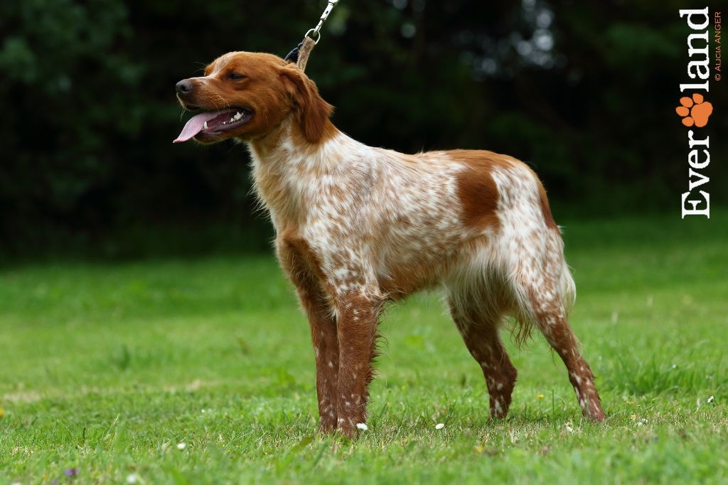 Patxi de la Forêt de la Bretesche